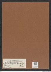 Asterolampra weissflogii Grun. (de-Toni-Nr.: Genus 235, Species 5680) Zeichnungen Sammlung Grunow Mappe 05237 (Herbarium_W_Grunow_drawings_Folder_05237)